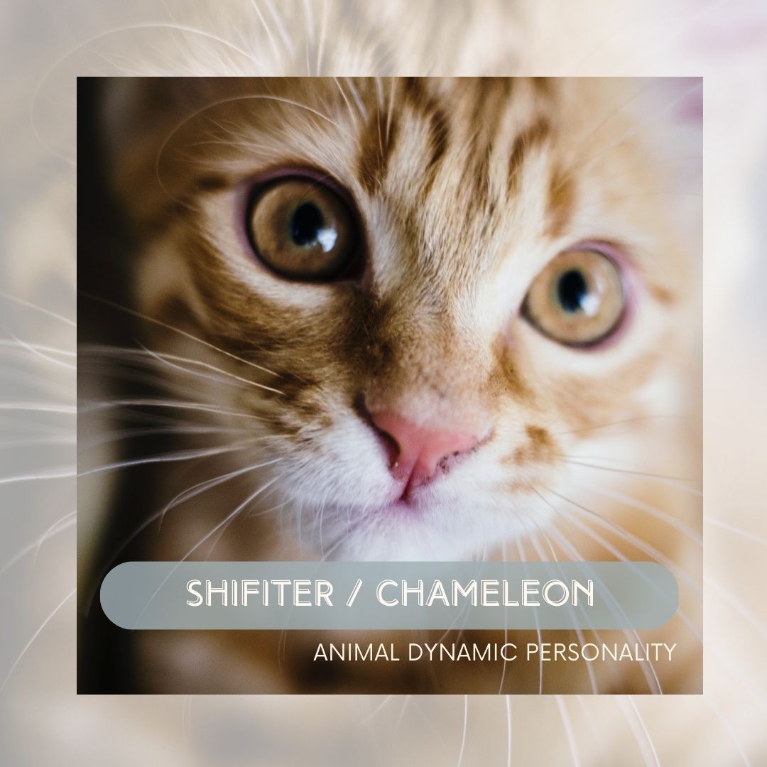 The Shifter / Chameleon Dynamic®