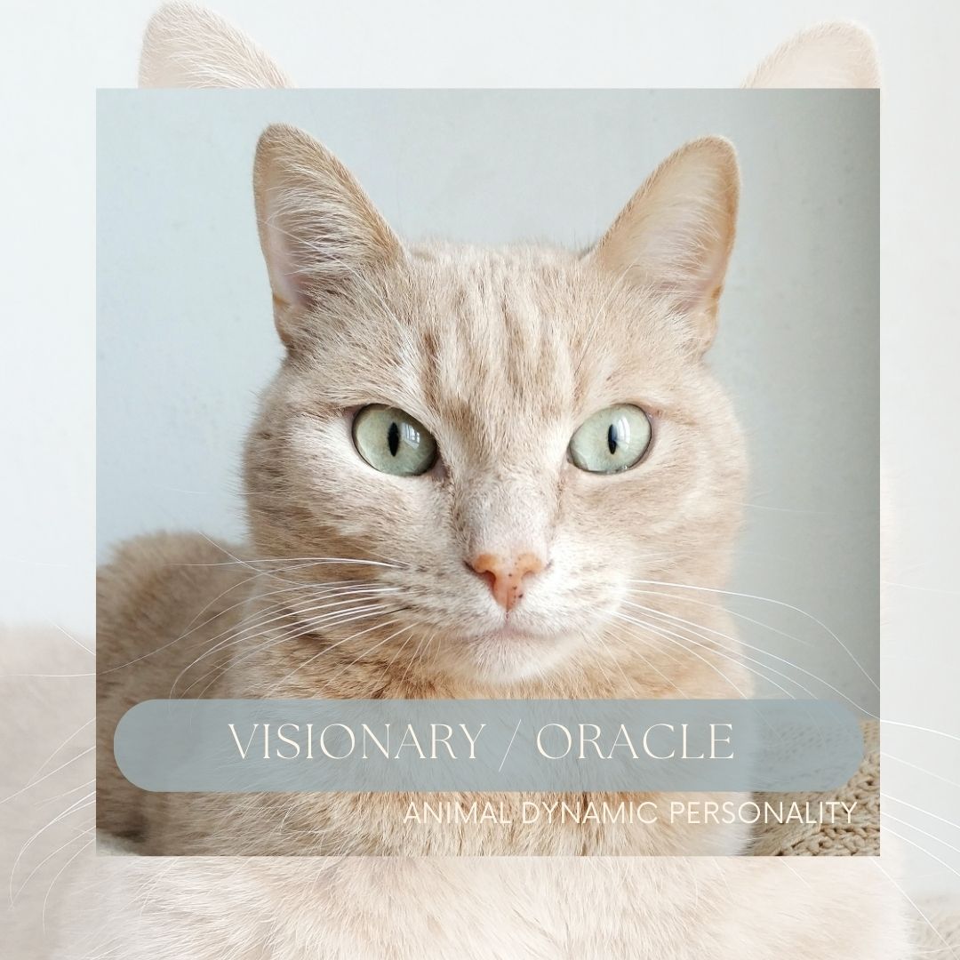 The Visionary / Oracle Dynamic®