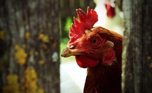 Chicken Attunement 2 Coryelle Kramer