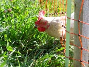 Chicken Attunement 3 Coryelle Kramer