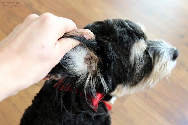 rubbing rescue remedy on the inside of the ear to apply it