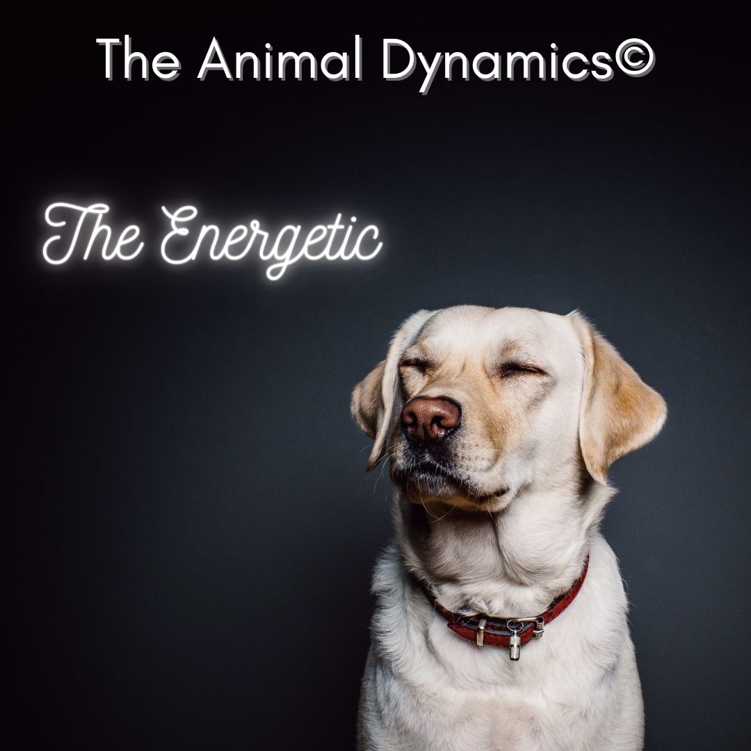 The Animal Dynamics@ ~ Episode Two ~ The Energetic - Coryelle Kramer ~  Acclaimed Animal Communication Expert